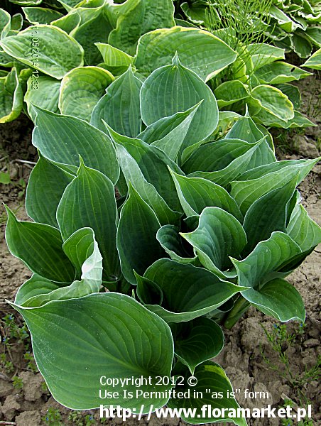 funkia  'revers Wirl Wind' Hosta  