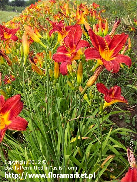 Hemerocallis  "Ruby Queen" (liliowiec)