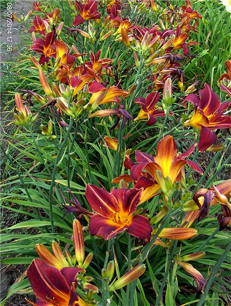 Hemerocallis  "Deviltry" (liliowiec)