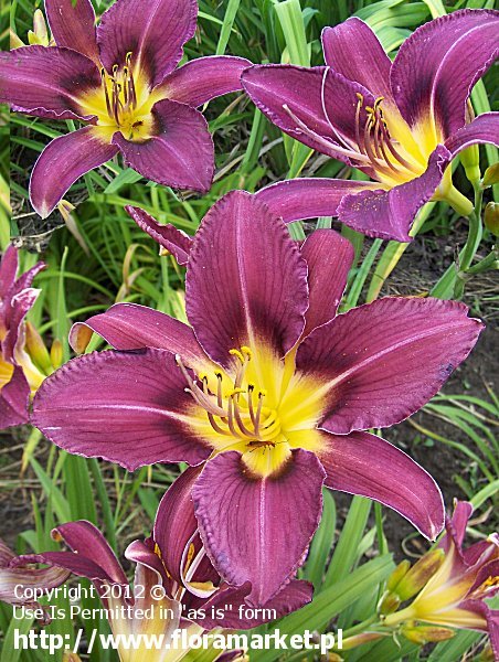 liliowiec  'Blazing Violet' Hemerocallis  