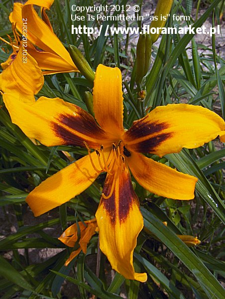 Hemerocallis  "Calico Spider" (liliowiec)