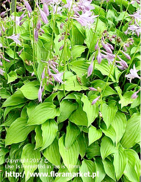 Hosta  "Lemon Lime" (funkia)