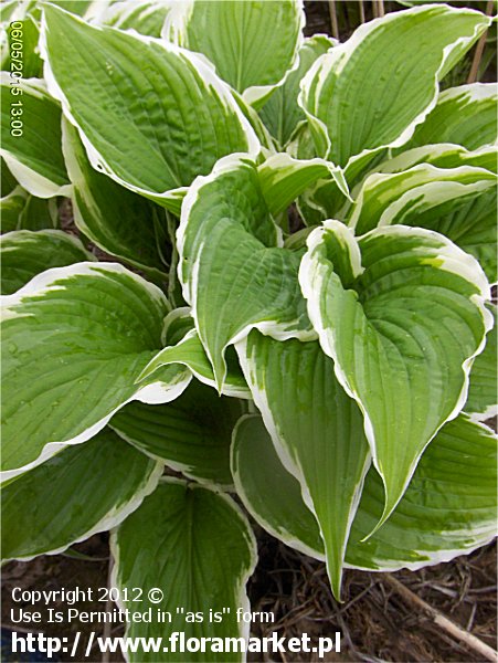 funkia  'Antioch' Hosta  