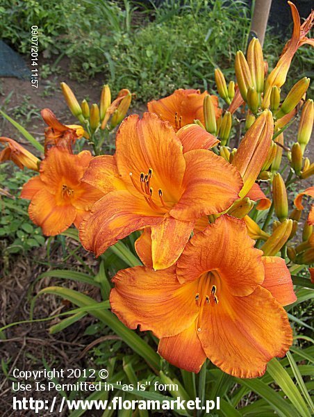 Hemerocallis  "Mauna Loa" (liliowiec)