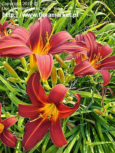 Hemerocallis  "Allan-a-dale" (liliowiec)