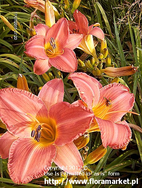 liliowiec  'Coral Shell' Hemerocallis  