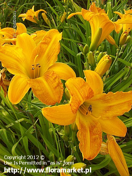 Hemerocallis  "Star of Tennessee" (liliowiec)