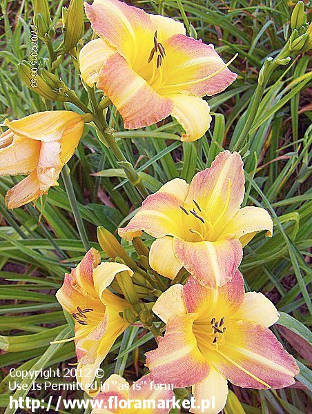 Hemerocallis  "Anna Warner" (liliowiec)