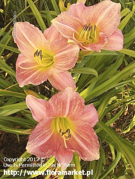 Hemerocallis  "Katie" (liliowiec)