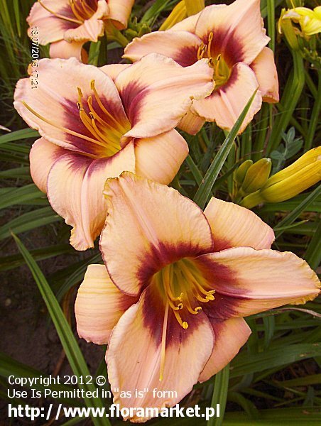 Hemerocallis  "Classic Caper" (liliowiec)