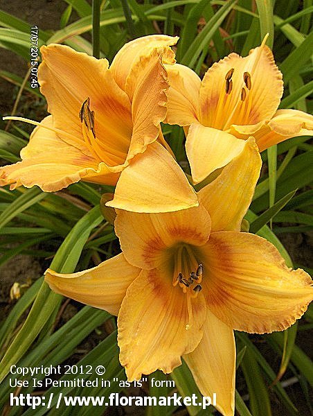 liliowiec  'Tick Tock' Hemerocallis  