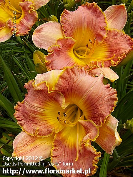 Hemerocallis  "Spacecoast Starburst" (liliowiec)