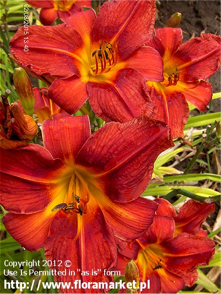 Hemerocallis  "Toreador's Cape" (liliowiec)