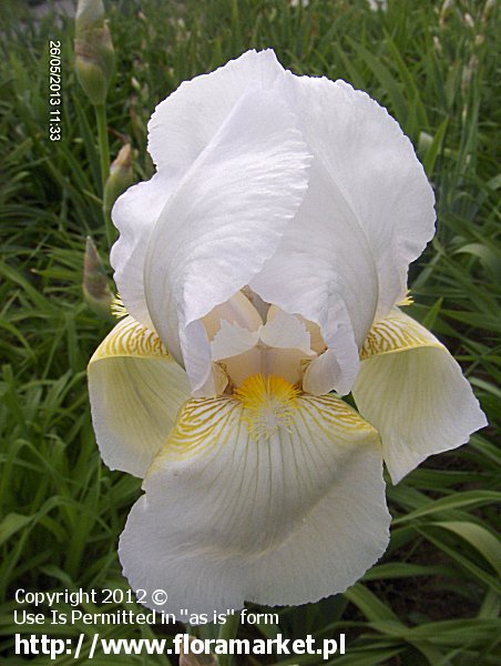 kosaciec brdkowy  'Bianca' Iris barbata  irys