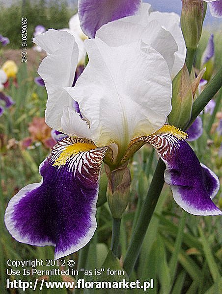 Iris barbata  "Wabash" (kosaciec brdkowy)