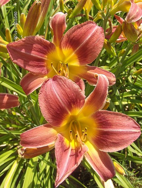 liliowiec  'Raspberry Sunshine' Hemerocallis  