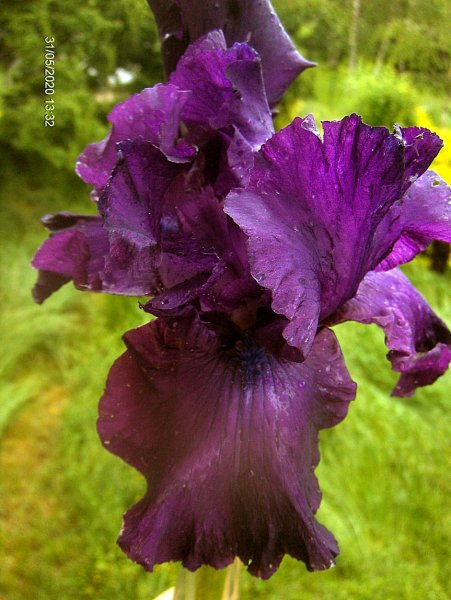 Iris barbata  "Rosalie Figge" (kosaciec bródkowy)