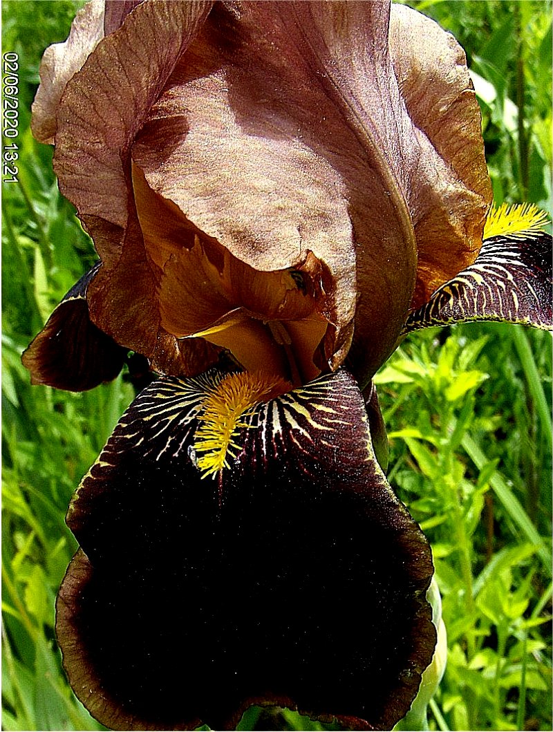 kosaciec brdkowy  'Louvois' Iris barbata  irys